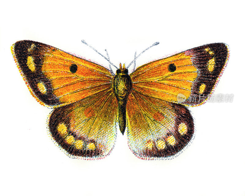 Colias Edusa，云彩黄蝴蝶